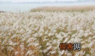 蒹葭的象征意义是什么 蒹葭的象征意义