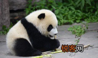 关于熊猫的作文 关于熊猫的作文范文