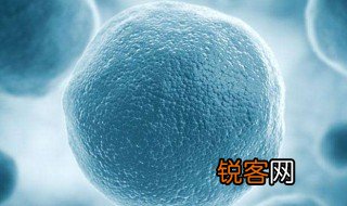 中心体有膜吗 中心体简单介绍