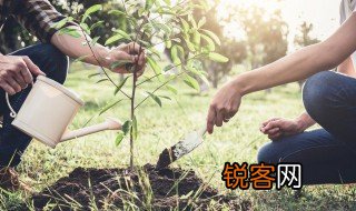 植物徒长是什么意思 植物徒长的解释