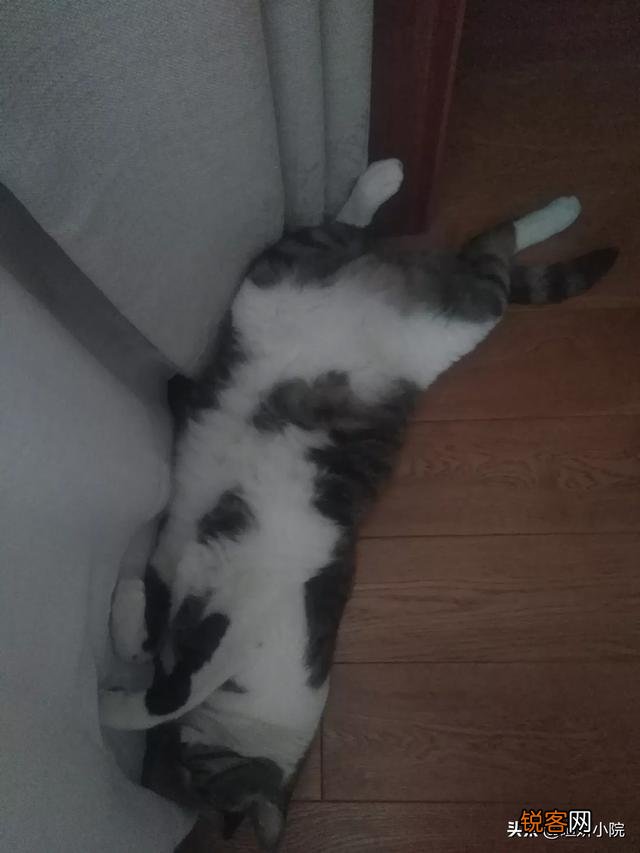 猫咪被关厕所一晚上站不起来该怎么处理？