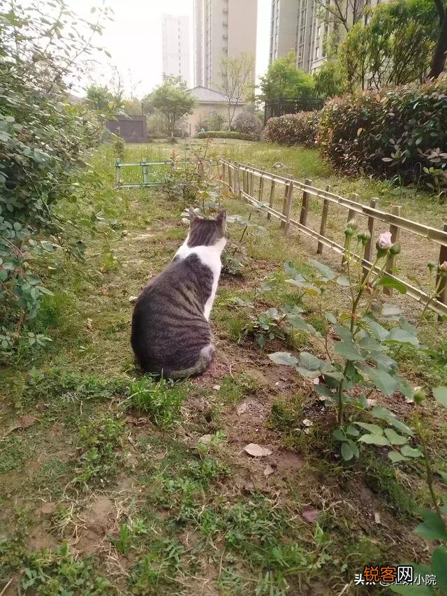 猫咪被关厕所一晚上站不起来该怎么处理？