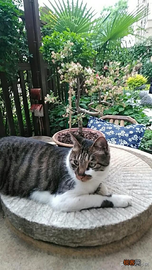 猫咪被关厕所一晚上站不起来该怎么处理？