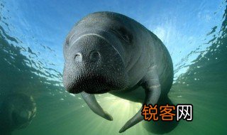 儒艮怎么读 儒艮是美人鱼吗