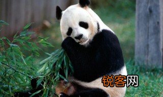 熊猫的作文300字三年级 三年级关于熊猫的作文范文