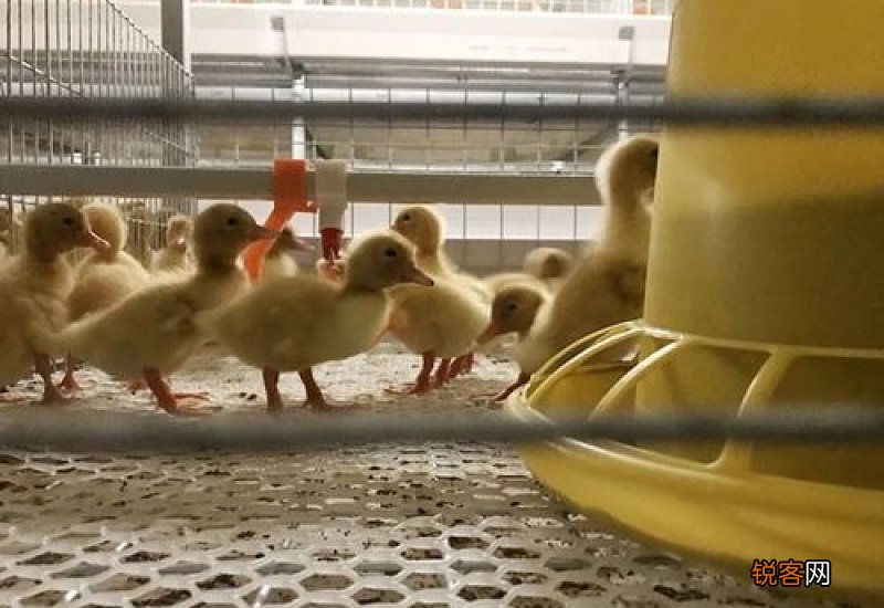 鸭子啄毛要怎么解决