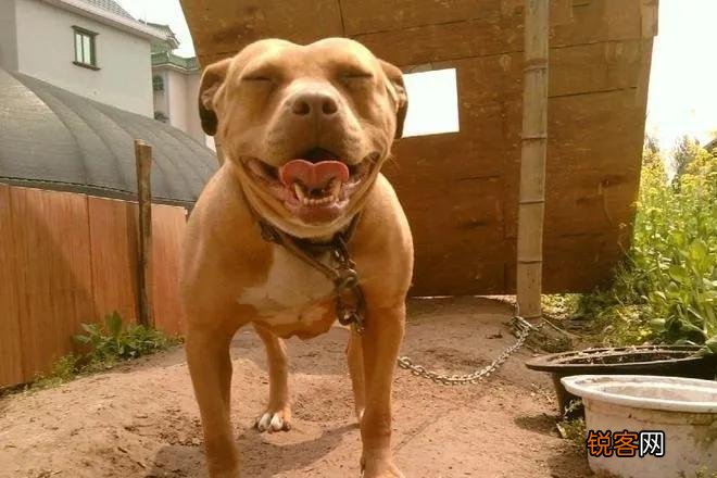 猛狗是指什么 酒店猛狗是什么意思