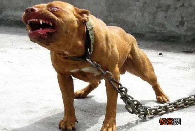 猛狗是指什么 酒店猛狗是什么意思