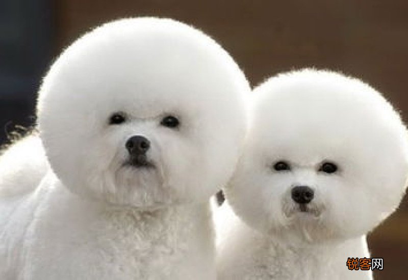 博美和什么狗一起养好