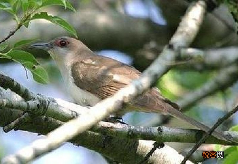 杜鹃和布谷鸟有什么区别