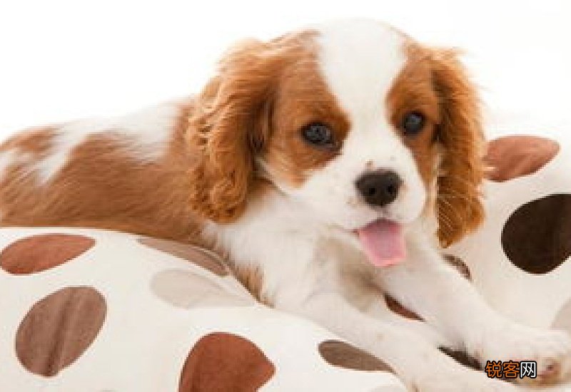 狗狗驱虫后拉稀带血