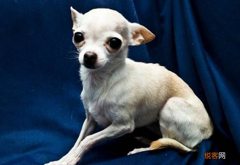 狗狗呕吐绿色液体怎么回事