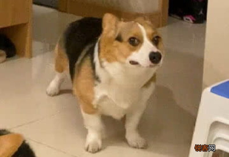 狗狗哈哈的喘是怎么了