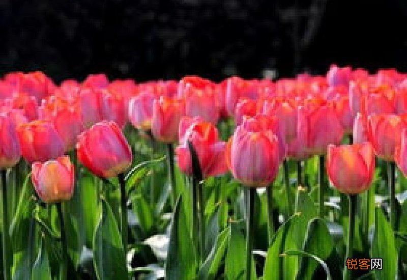 2023年北京郁金香文化节开始了吗 2023年北京郁金香文化节开始了吗知乎