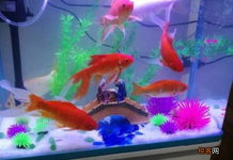 60鱼缸可以养多少鱼