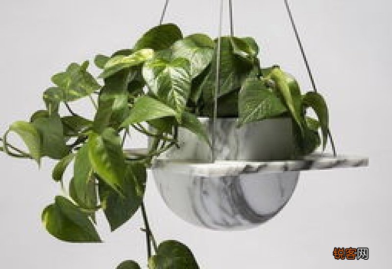 绿萝能用酱油浇水吗