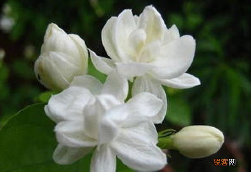 茉莉落花是怎么回事