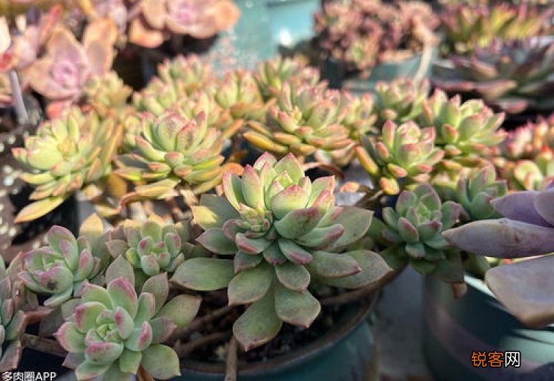花卉多肉品种大全