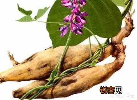 网上都说葛粉好,葛粉怎么做？有什么兹补或药用作用？