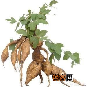 网上都说葛粉好,葛粉怎么做？有什么兹补或药用作用？