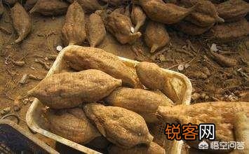农村的葛根要什么时候开挖？需要怎么做才能吃？