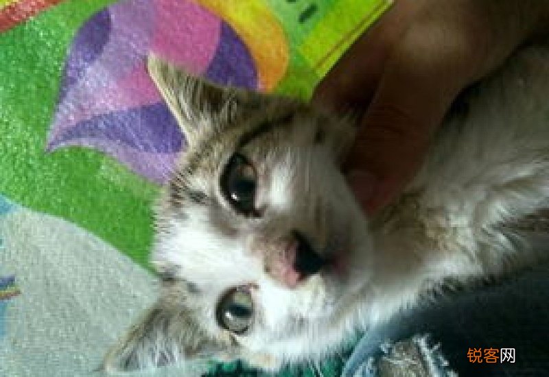 猫咪尿粉色液体