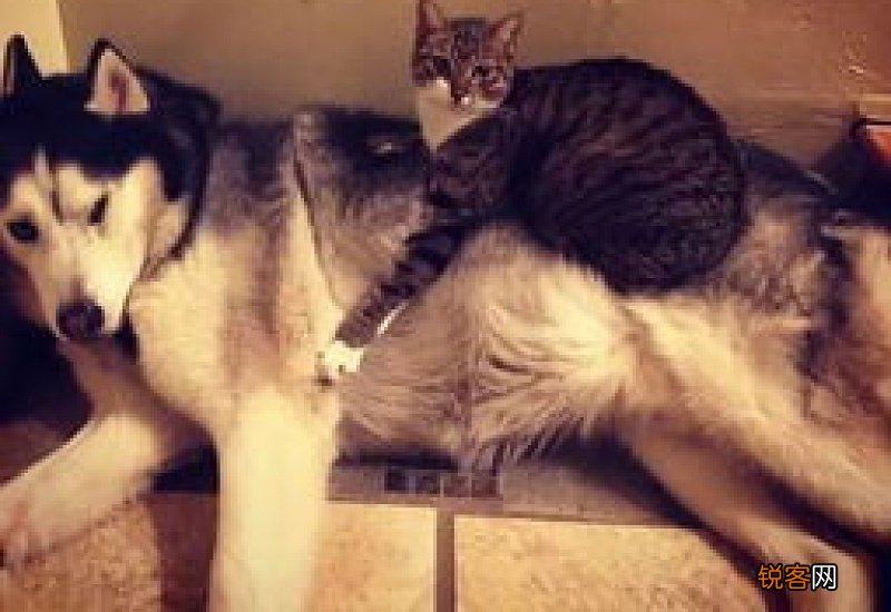 养了狗再养一只猫好不好