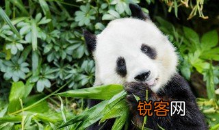 哪里有大熊猫资料介绍 大熊猫的资料完整介绍