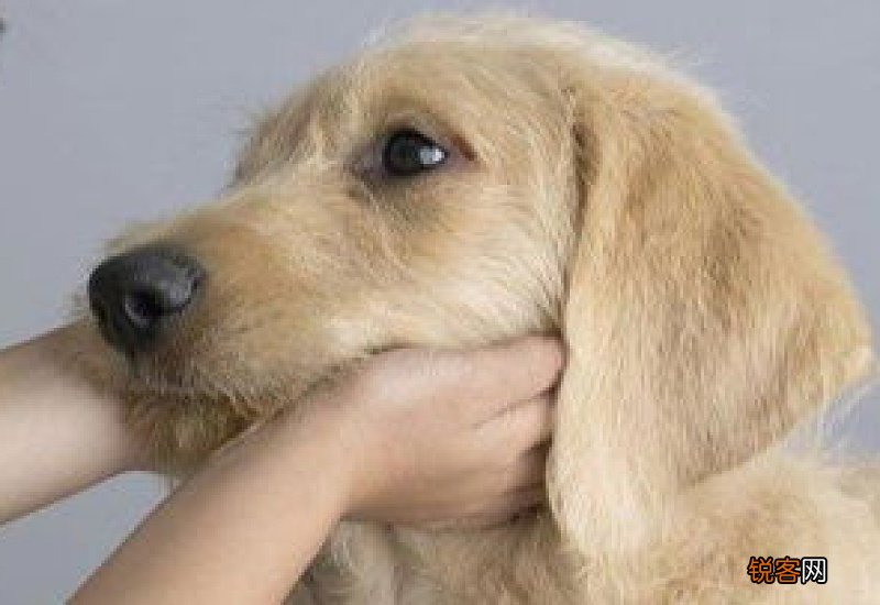 狗拉稀是不是感冒了