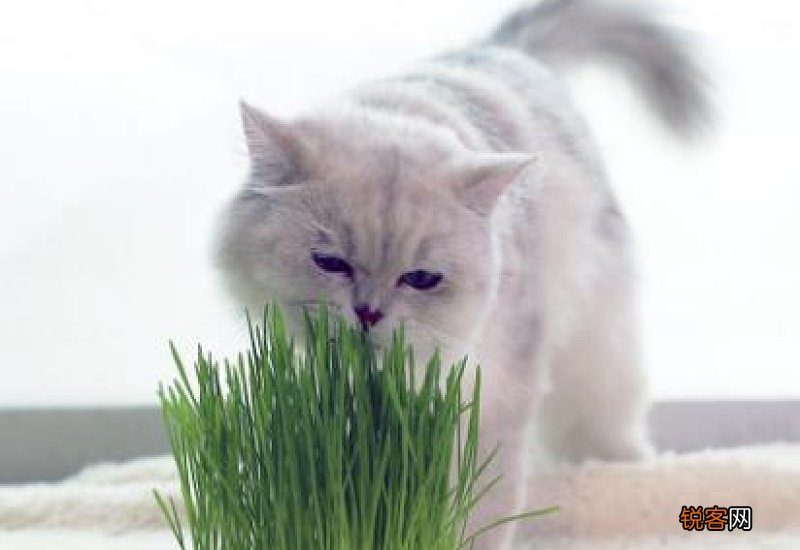 猫咪几个月可以吃猫草