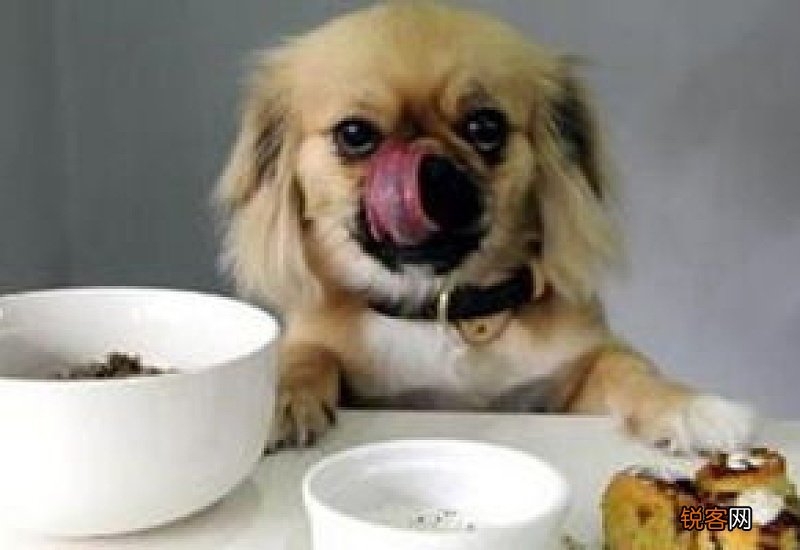 狗狗不怎么吃饭是怎么回事