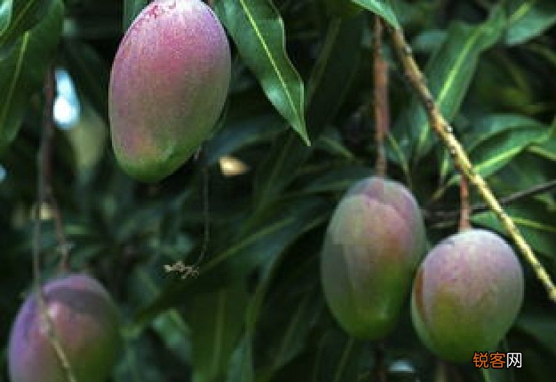 五指毛桃根可以泡酒喝吗 五指毛桃是桃树根吗