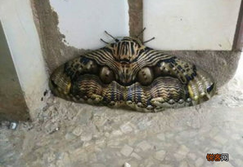 老人为什么说不能打死飞蛾