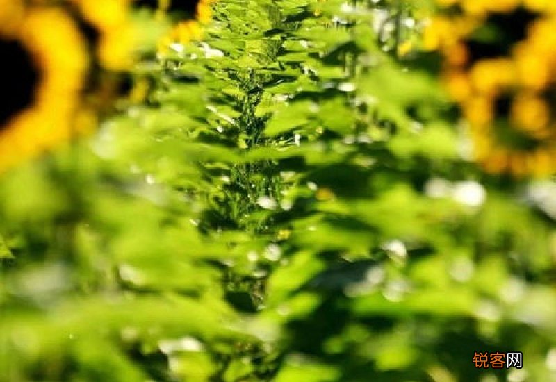 关于向日葵的优美语句