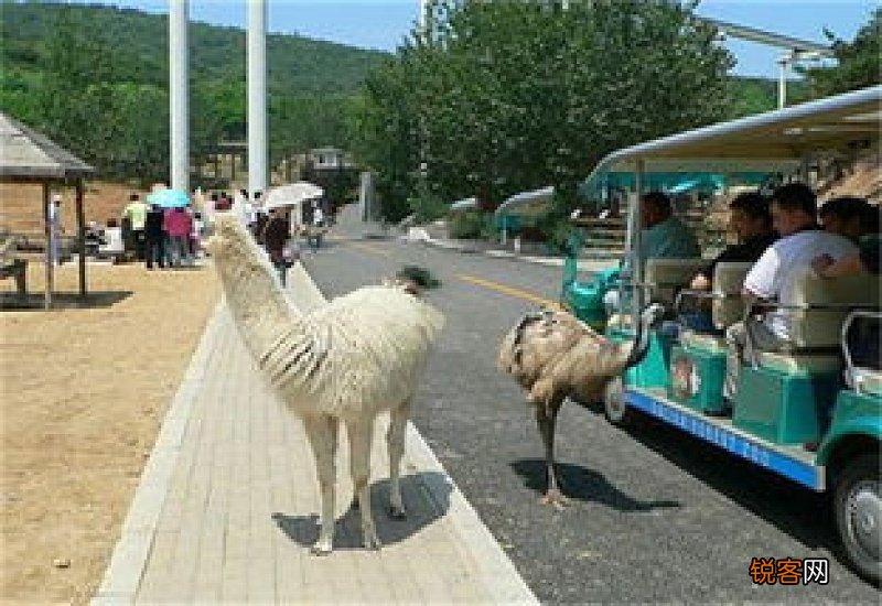 大连森林动物园65周岁 大连森林动物园军人免票吗