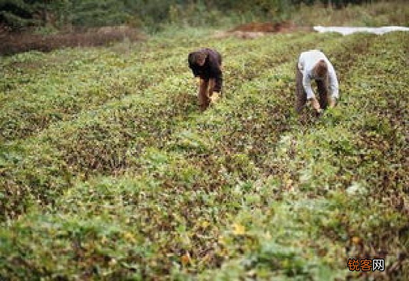 女人梦见挖红薯又多又大