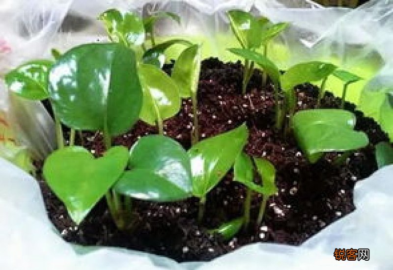 冬天可以扦插仙人掌吗