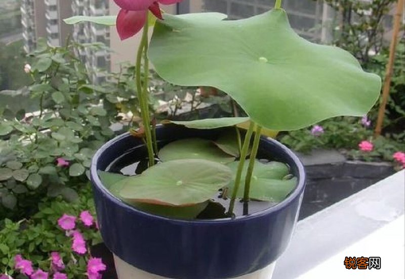 睡莲长多少叶子才开花