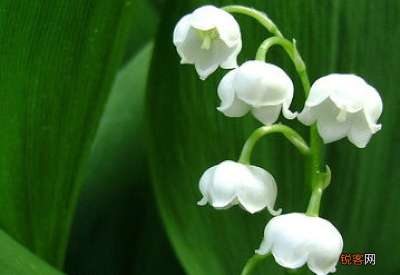 白色铃兰花的花语和象征