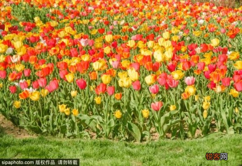 2023年北京郁金香文化节主题花是什么 北京郁金香花展