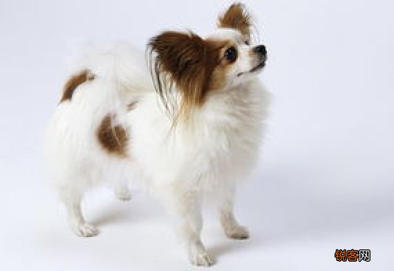 蝴蝶犬和边牧的区别