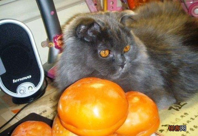 泰迪狗狗能吃柿子吗