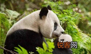 大熊猫资料作文400 大熊猫资料作文怎么写