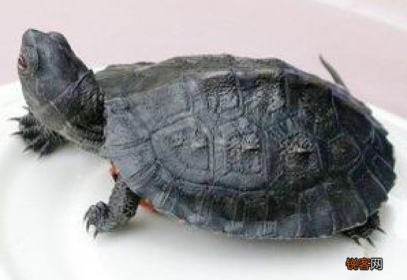 乌龟寄快递可以撑几天