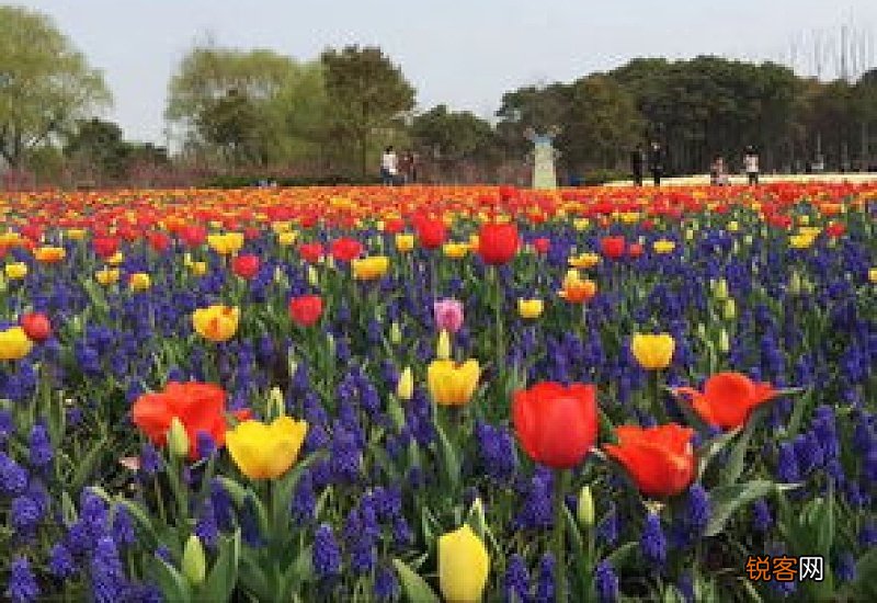 2023年北京郁金香文化节有几个展区参加 2023年北京郁金香文化节有几个展区