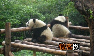 大熊猫资料简介50字 熊猫介绍