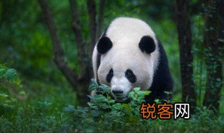 关于熊猫的资料简单介绍 关于熊猫简介
