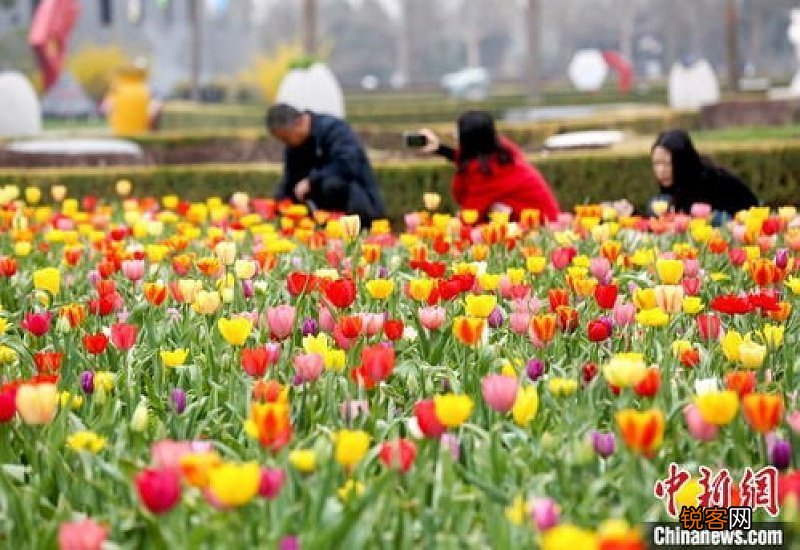 2021年北京郁金香文化节 2023年北京郁金香文化节亮点有哪些