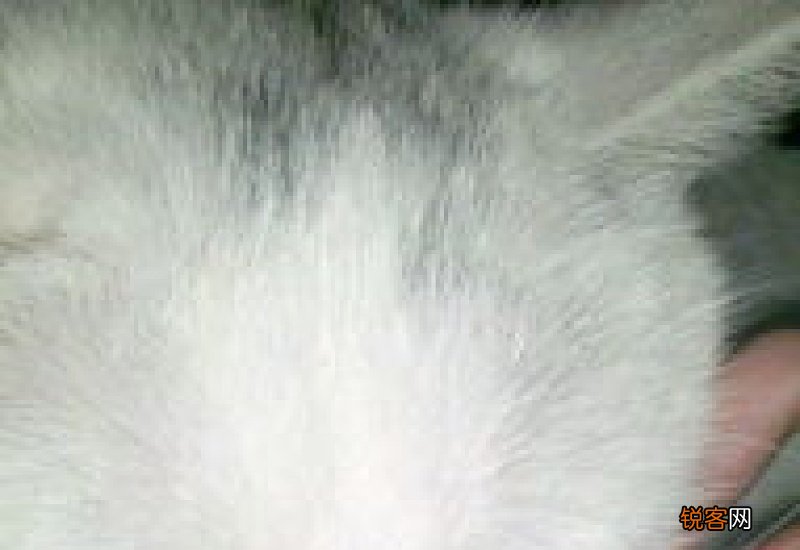 猫藓长鼻子上怎么办