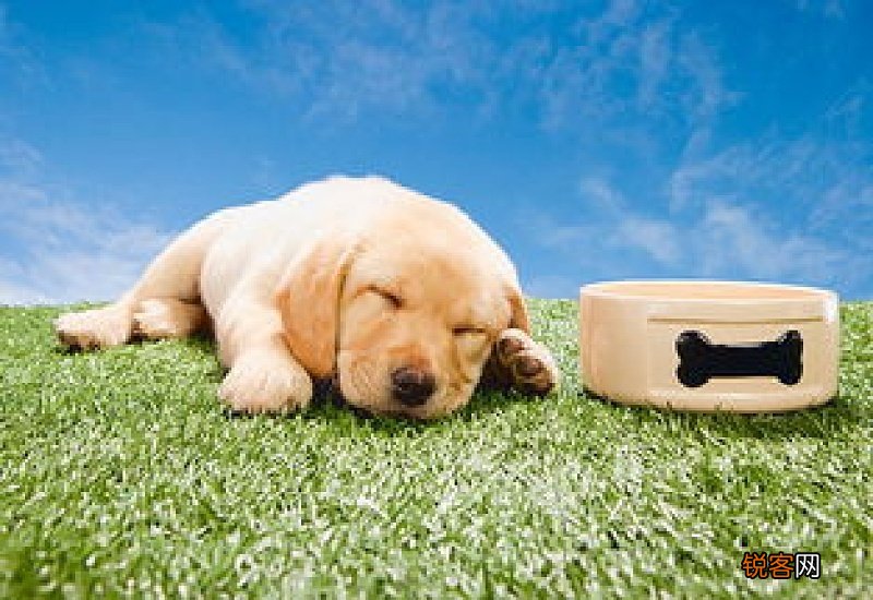 狗狗突然变得很嗜睡